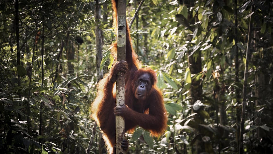 Un orang-outan dans la forêt.