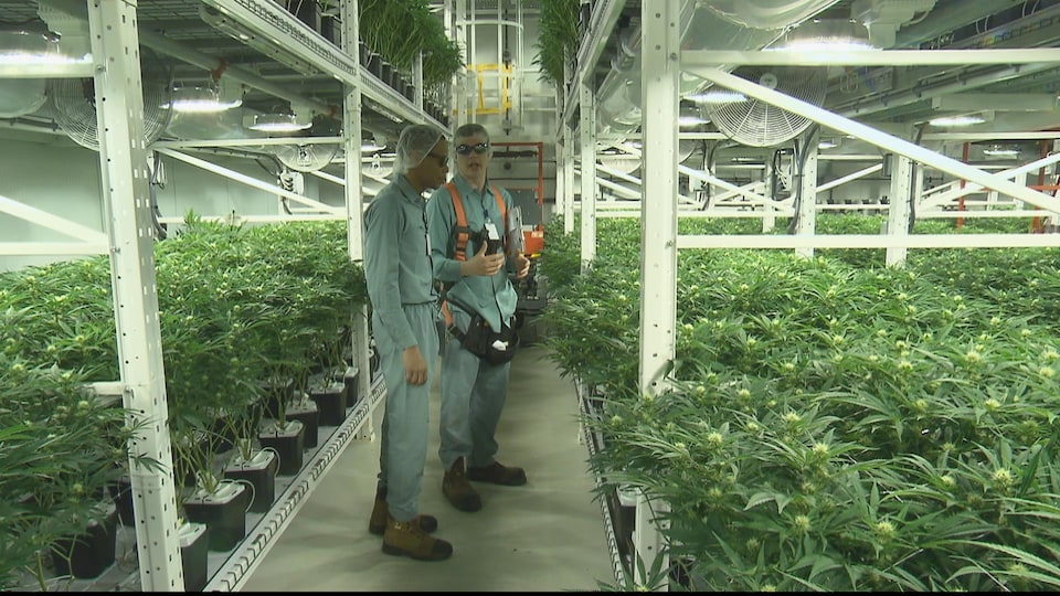 L'usine de production de marijuana à Moncton, au Nouveau-Brunswick.