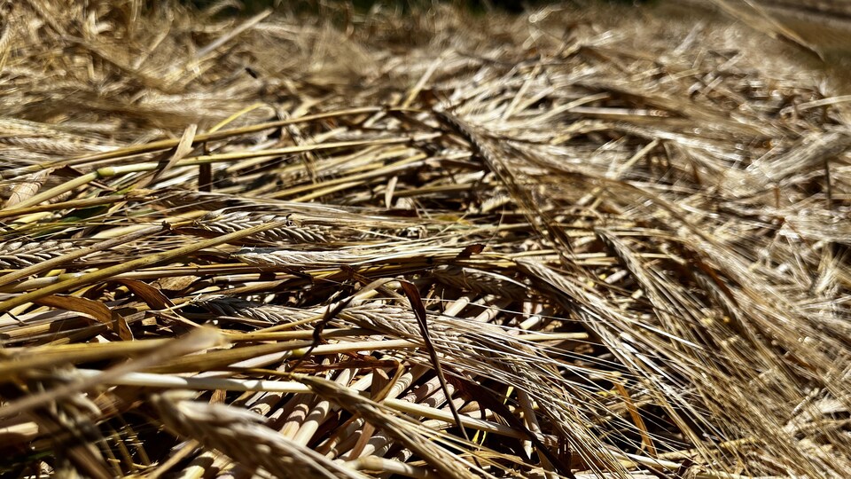 Une pile de grains d'orge couchés sur le sol.