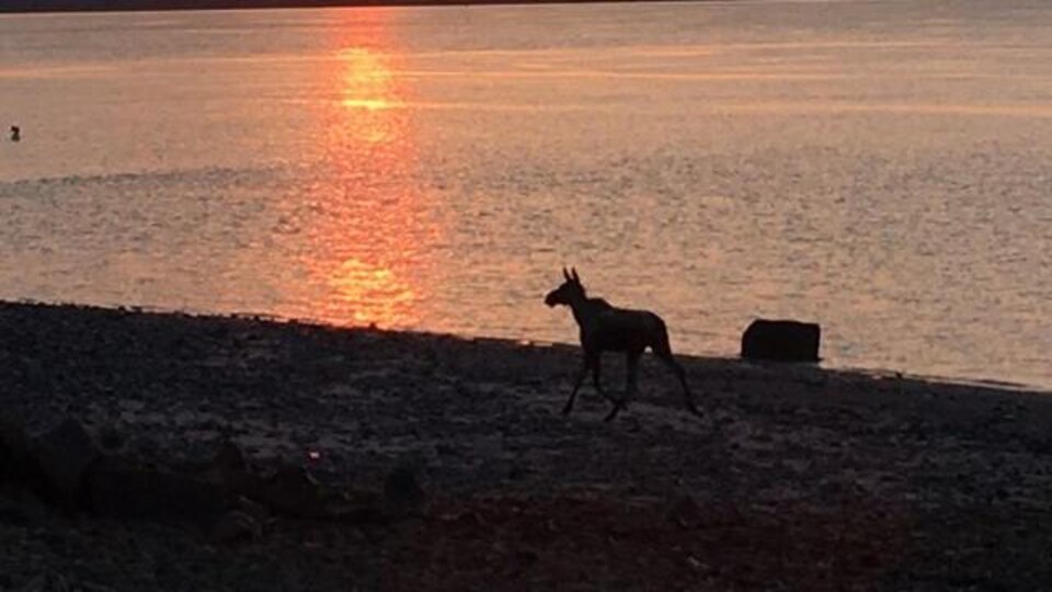 Une photo du jeune orignal a été captée à l'aurore dans le secteur de la Baie de Beauport.