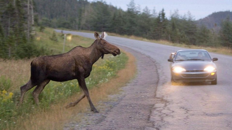 Un orignal sur la route avec une voiture qui s'approche à grande vitesse.