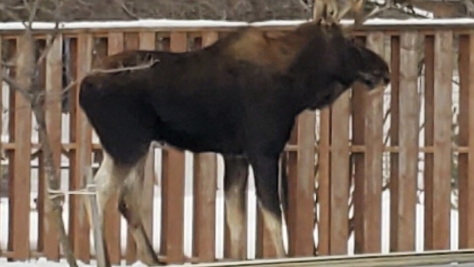 Un orignal est pris en photo devant les clôtures d'une maison.