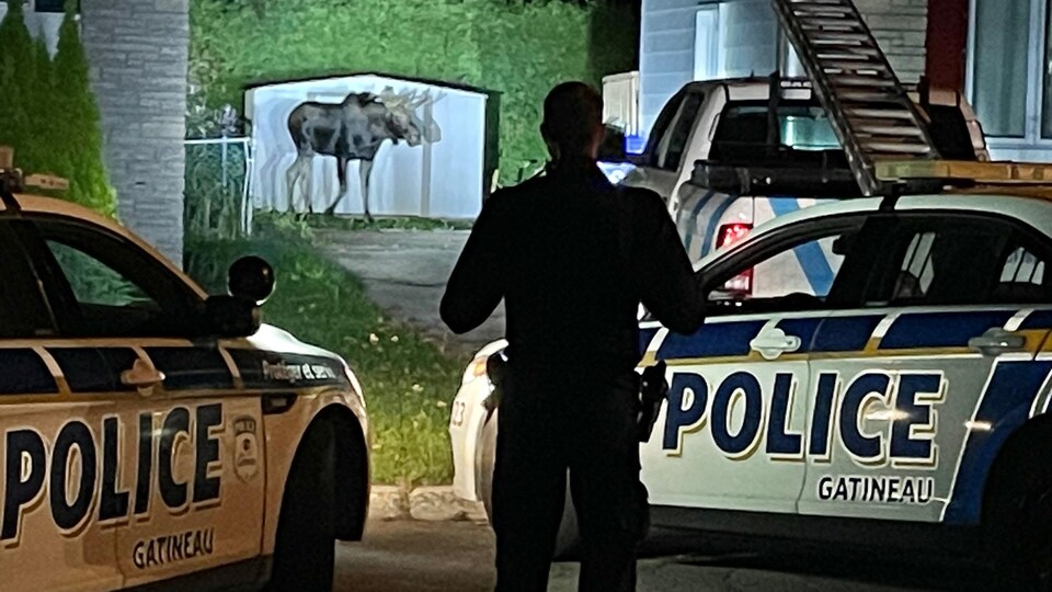Un policier surveille un orignal.