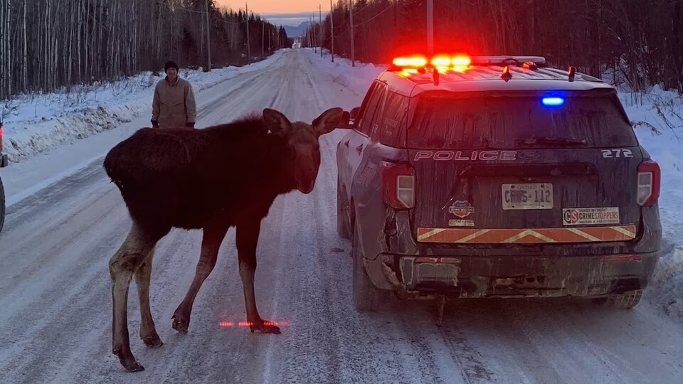 Un orignal près d'une voiture de police.