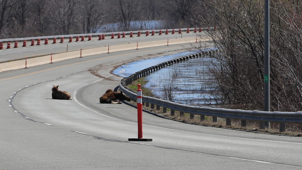 Des orignaux ont trouvé refuge sur un pont de l'autoroute transcanadienne, près de Fredericton.