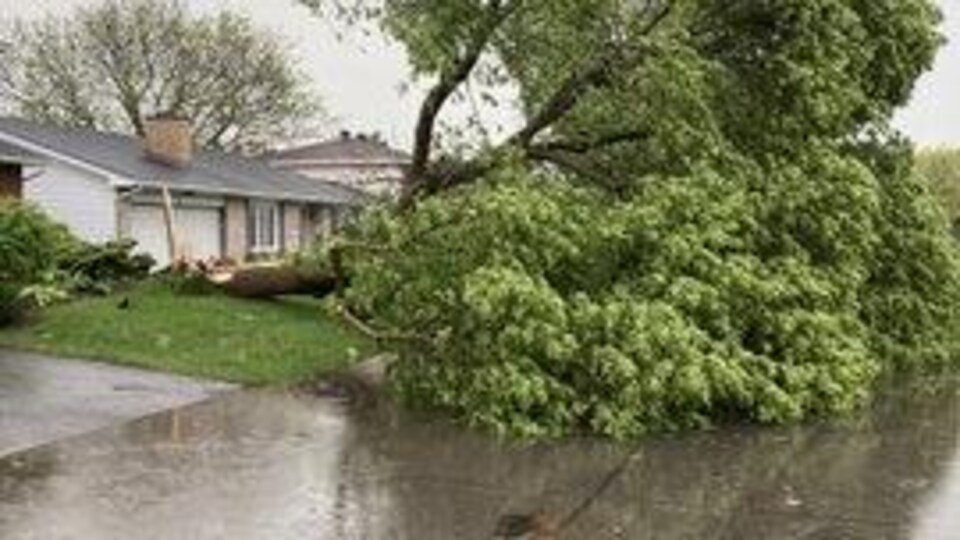 Un arbre déraciné après le passage d'une tempête à Ottawa. 