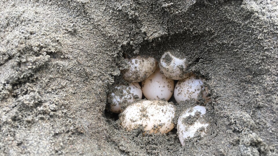 Gros plan sur des œufs de tortue des bois ensevelis dans du sable.