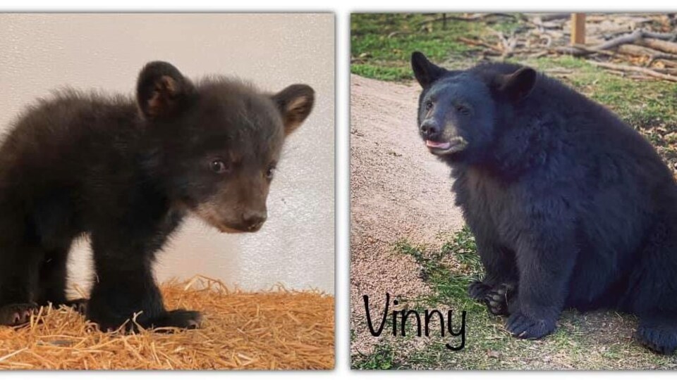 Un ours qui s'appelle Vinny.