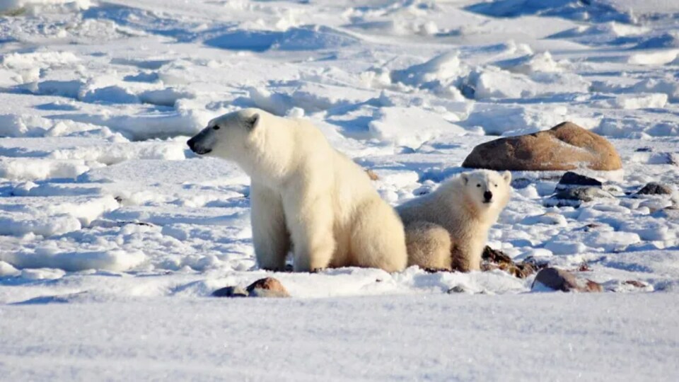Une ourse polaire et son ourson sur la banquise. 