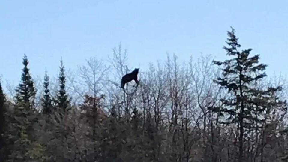 Un ours au sommet d'un arbre.