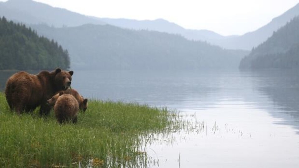 Un groupe d'ours au bord d'un lac