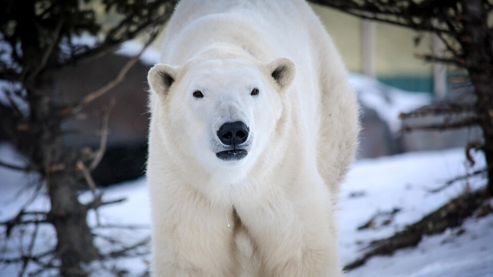 Un ours polaire regarde devant lui.