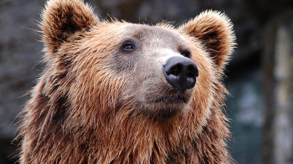 Une tête d'ours.
