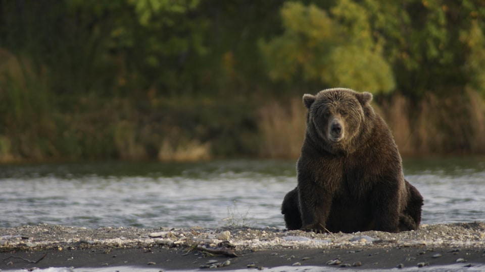 Un ours massif assis sur la grève au bord d'une rivière.