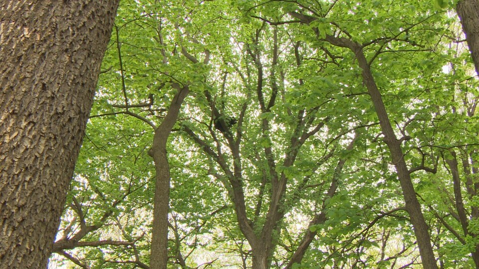 Un ours en haut d'un arbre.