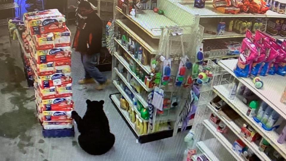 Un ours noir dans un commerce.