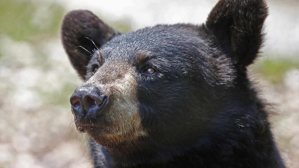 Le profil d'un ours noir