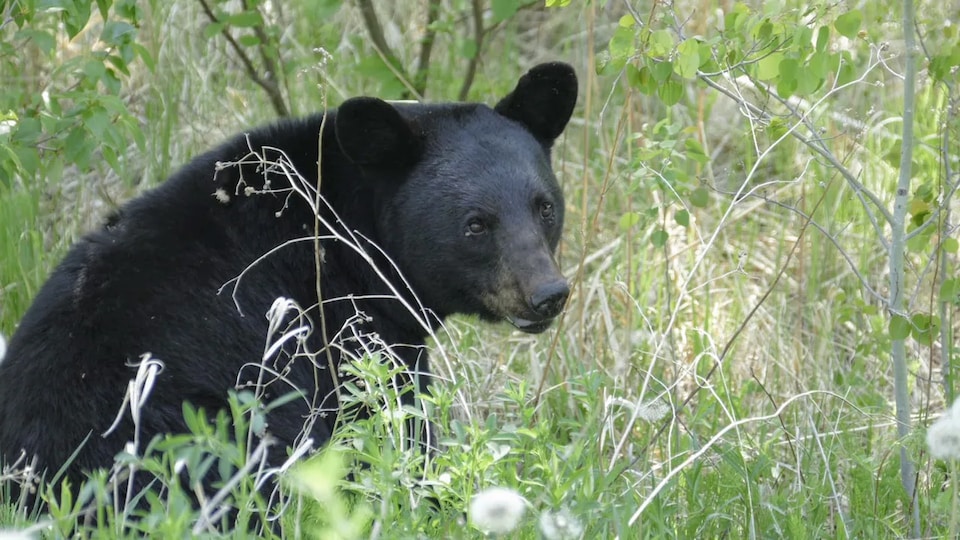Un ours noir assis dans les herbes hautes.