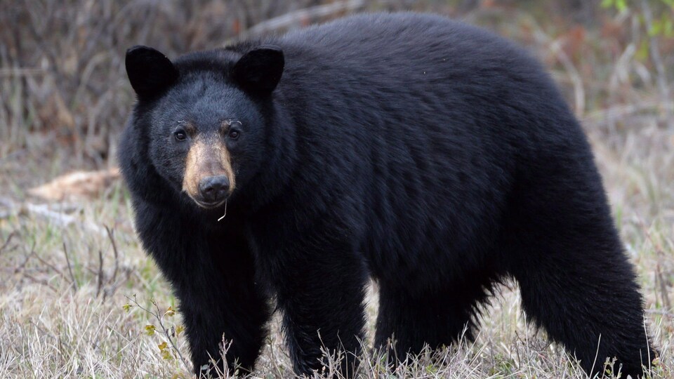 Un ours noir.