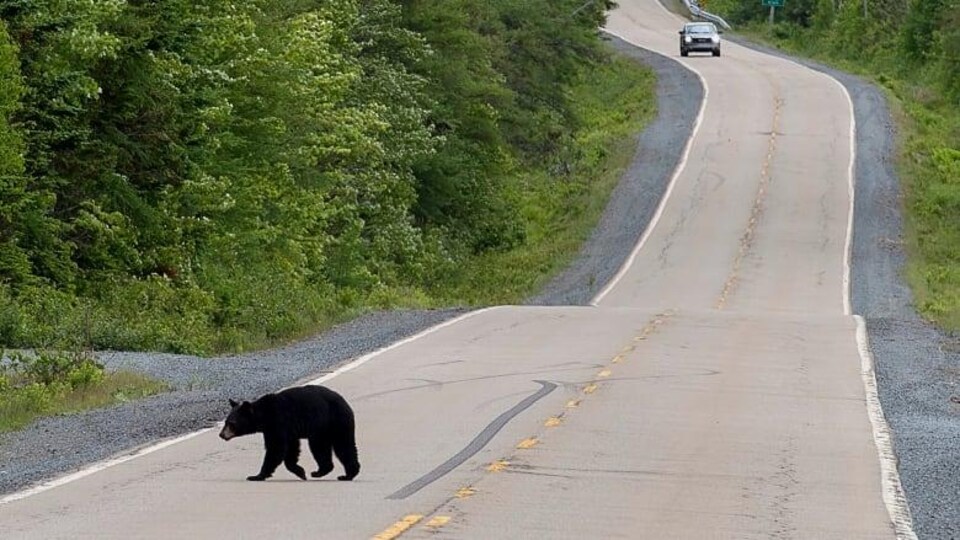 Un ours traverse une autoroute.