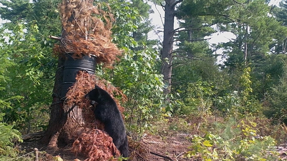 Un ours noir dans la forêt attiré par des appâts.