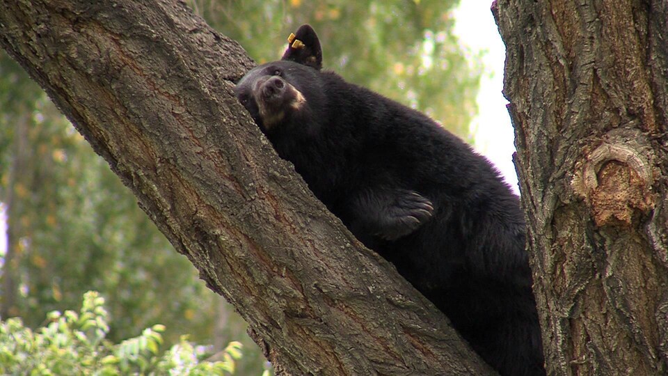 Un ours noir est allongé sur la branche d'un arbre.