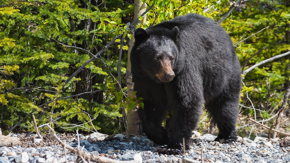 Un ours noir, sur des roches.