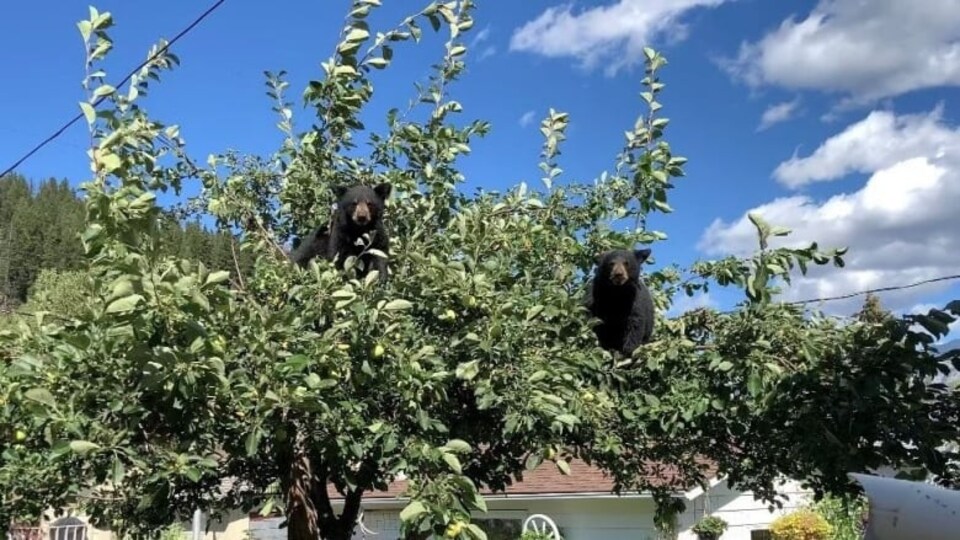 Deux ours noirs ont grimpé dans un arbre fruitier d'un jardin. 