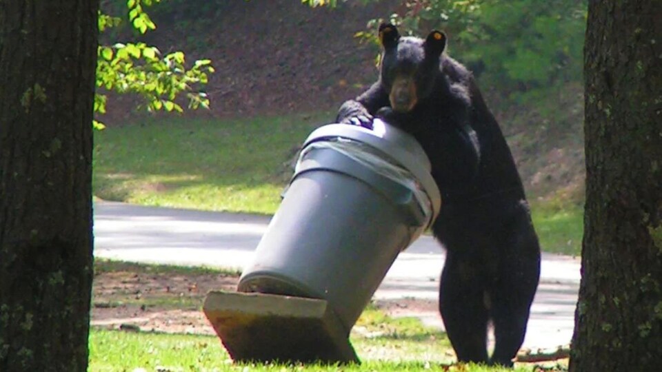 Un ours noir s'attaque à une poubelle.