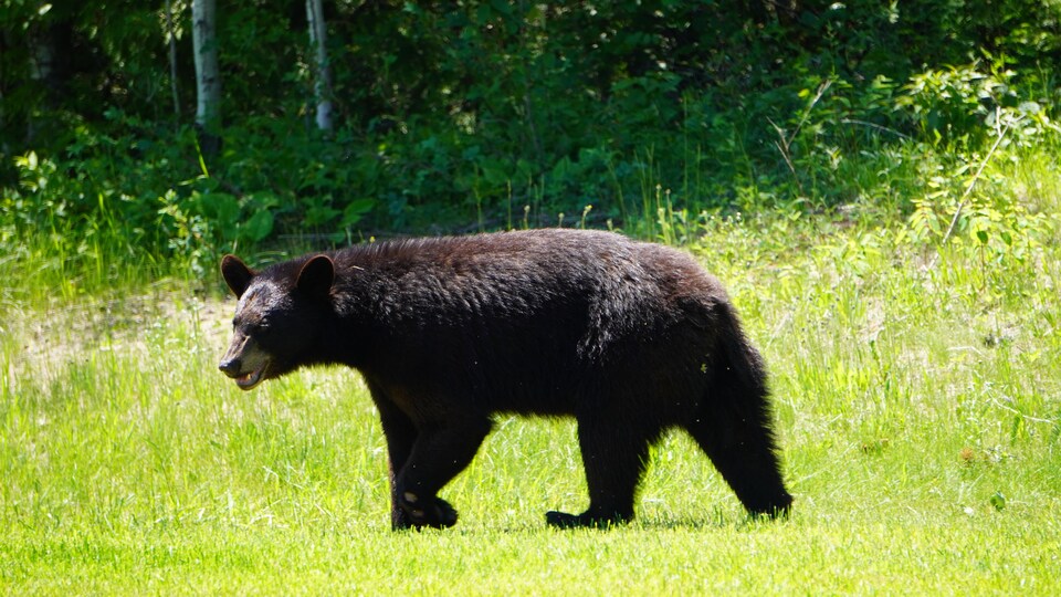 Un ours noir dans un champ.