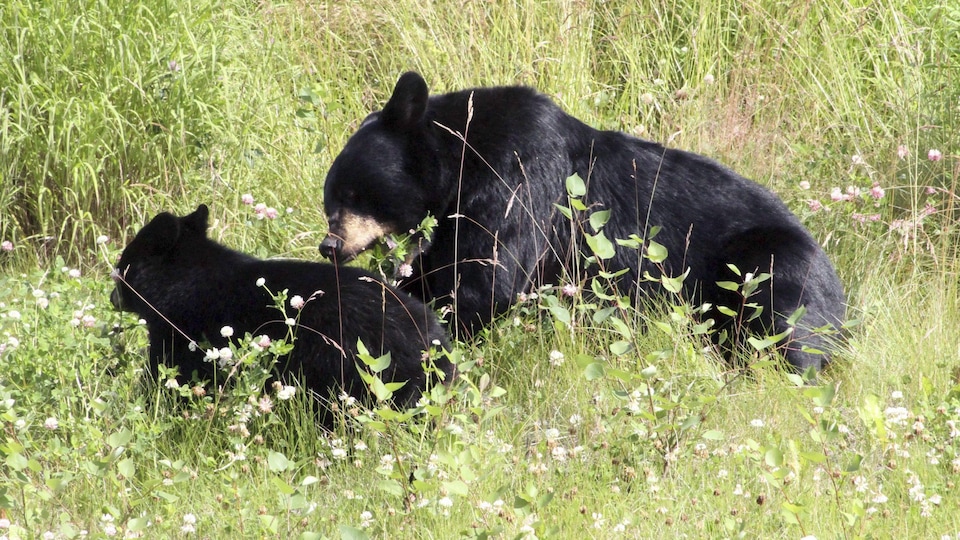 Une maman ourse noire et son ourson dans un champ d'herbe. 