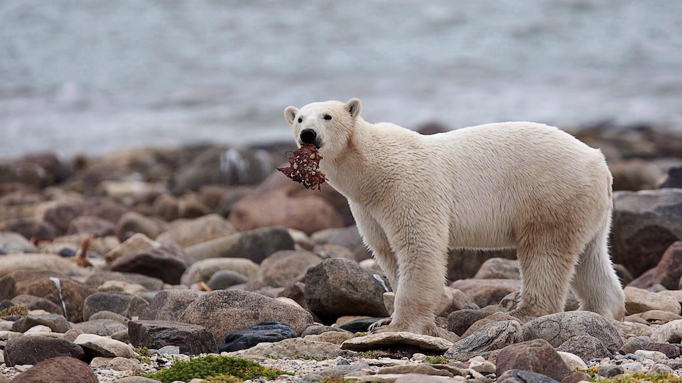 Un ours polaire mange un morceau de viande de baleine à la baie d'Hudson, au Manitoba, le 23 août 2010.
