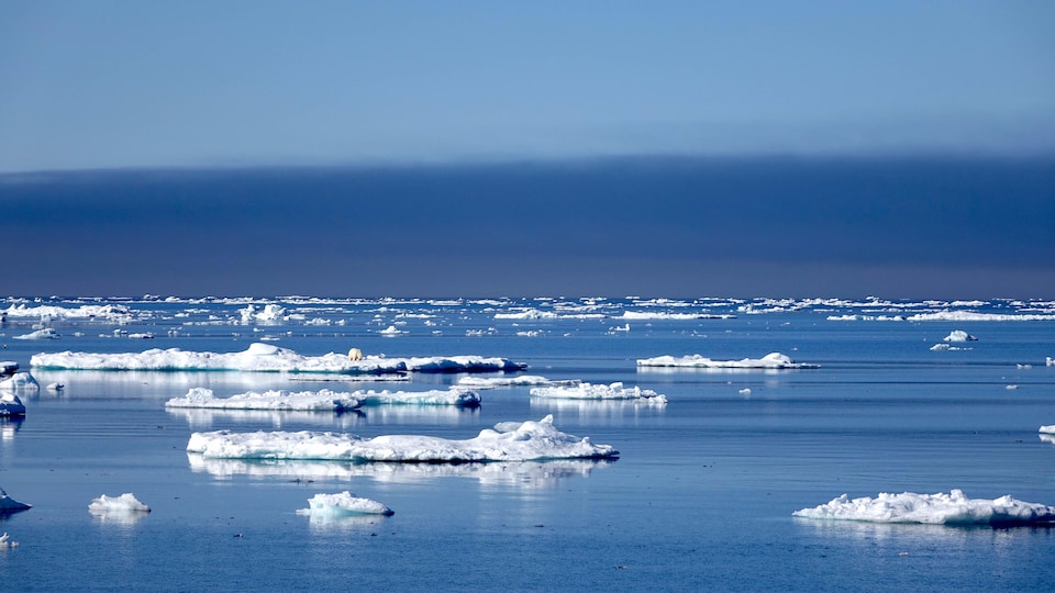 Un ours polaire sur la banquise entre Iqaluit et Qikiqtarjuaq
