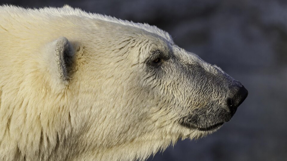 Gros plan sur la tête d'un ours polaire.