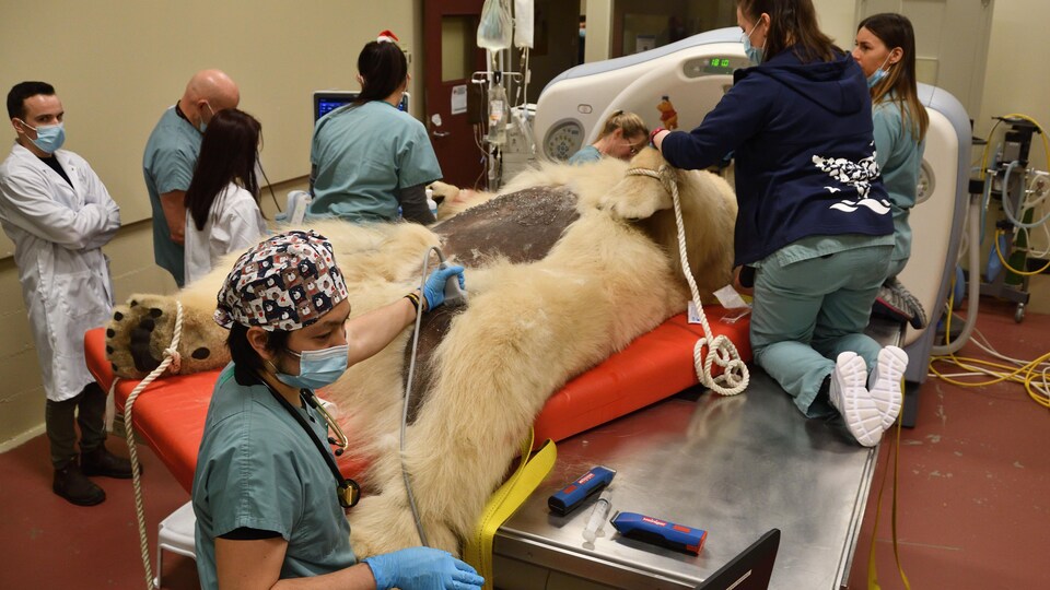 Des vétérinaires effectuent des tests sur un ours polaire endormi. 
