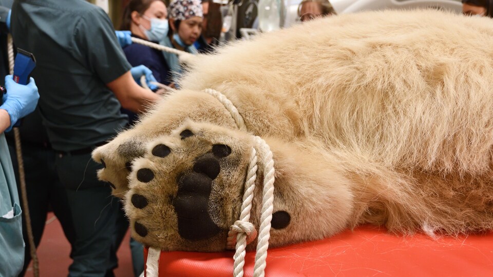 La patte d'un ours polaire, attachée, sur un lit.