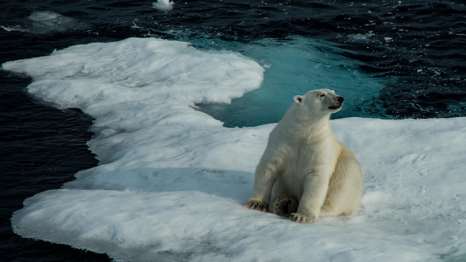 Un ours polaire sur une masse de glace dans le détroit de Lancaster, près de l'île de Baffin. 
