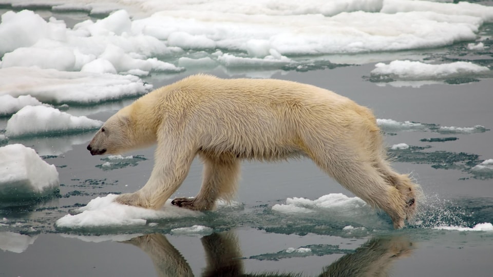 Un ours polaire bondit d'un morceau de glace à un autre dans l'Arctique