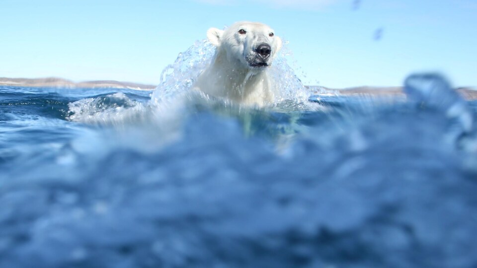 Un ours polaire sort de la mer et semble être surpris par le photographe. De l'eau coule sur la tête de l'animal en pleine action.