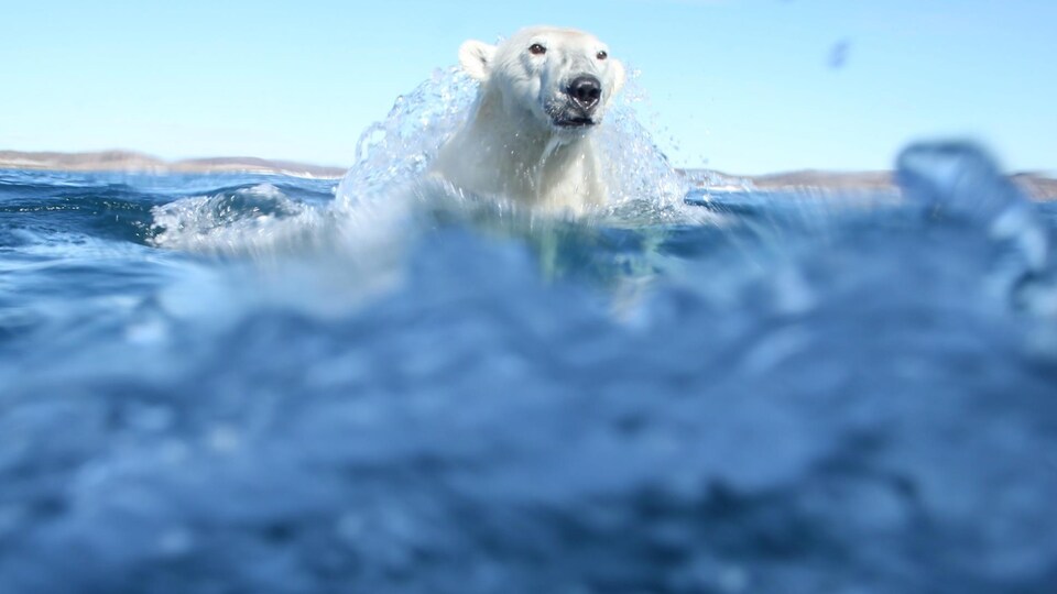 Un ours polaire sort de la mer et semble être surpris par le photographe. De l'eau coule sur la tête de l'animal en pleine action. 