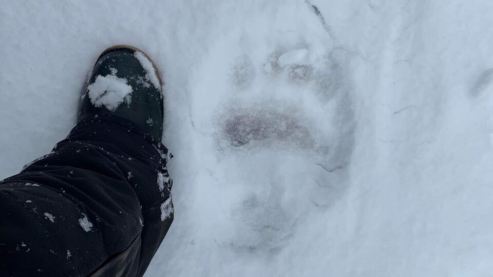 À côté d'un pied d'homme, on distingue la trace d'une patte de l'ours. 