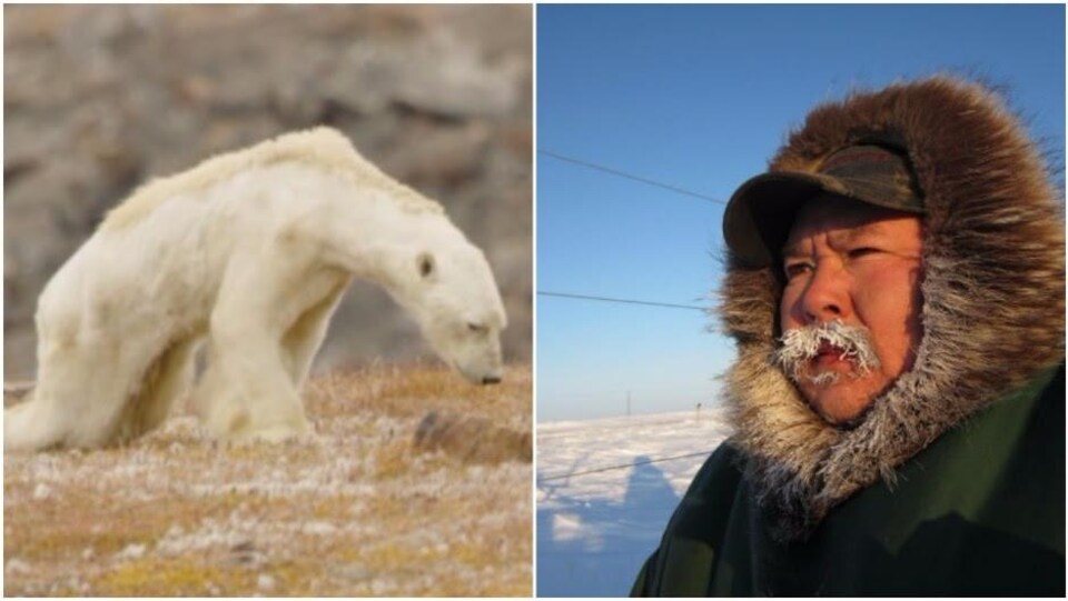Un ours polaire amaigri et Leo Ikakhik