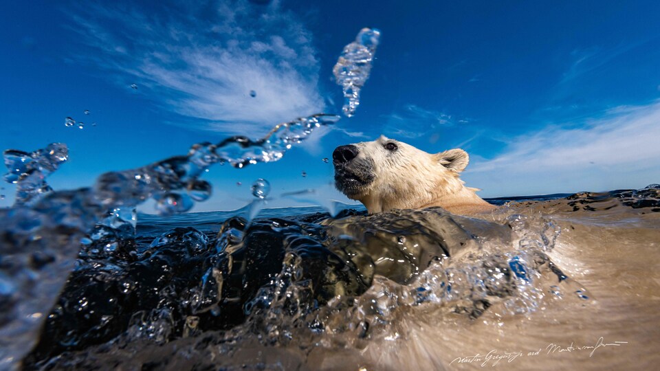A polar bear swims and jumps into the camera.