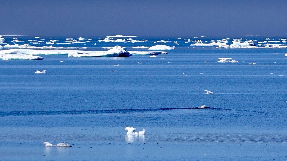 Un ours polaire nageant dans les eaux de l'Arctique