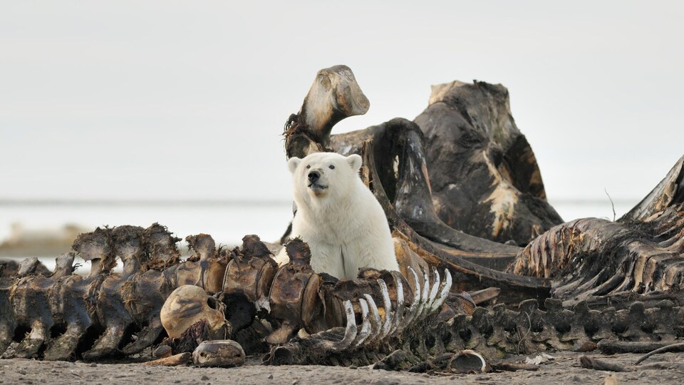 Un ours polaire parmi des os