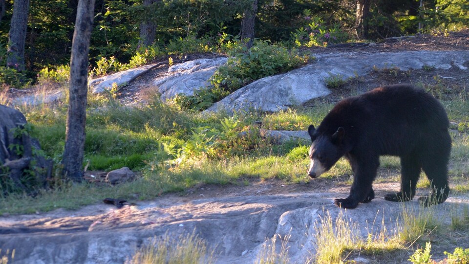 Un ours noir.