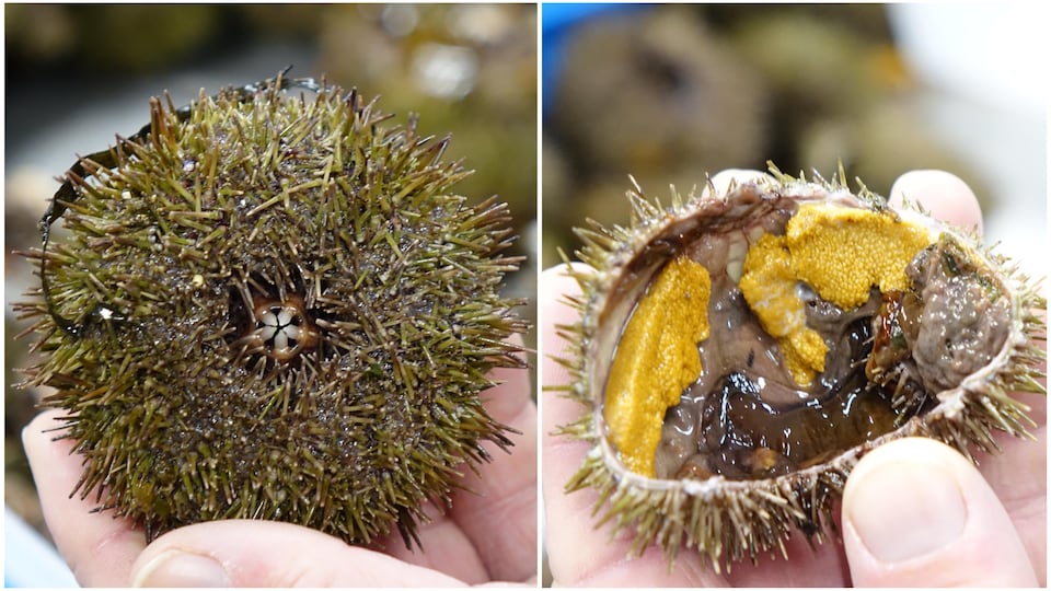 Un oursin avant et après que sa coquille soit brisée en deux.