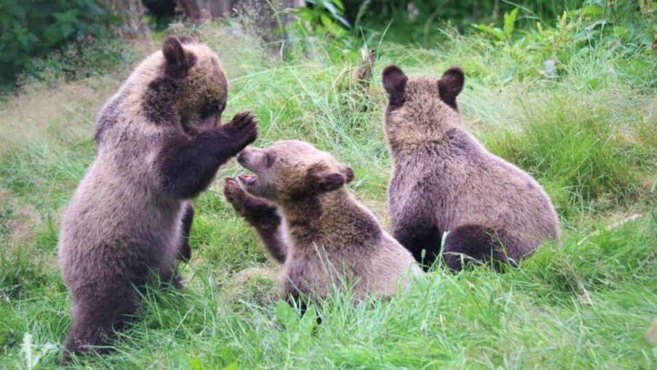 Les trois bébés grizzlis au zoo du Grand Vancouver.