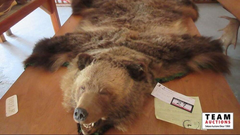 Les animaux empaillés du musée Oscar