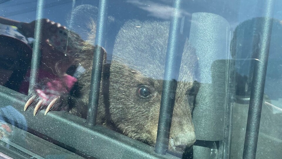 Un ourson à la fenêtre d'un véhicule de police. 